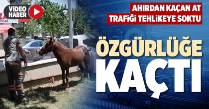ÖZGÜRLÜĞE KAÇTI