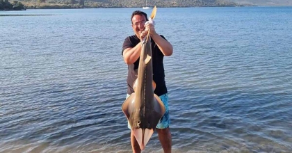 OLTAYA TAKILAN KEMANE BALIĞI DENİZE BIRAKILDI