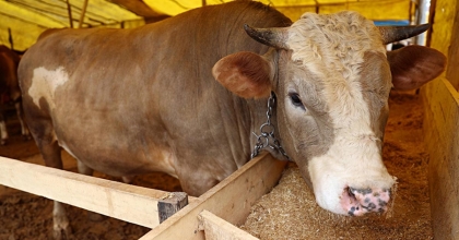 SATILAMAYAN HAYVANLARI ESK ALACAK