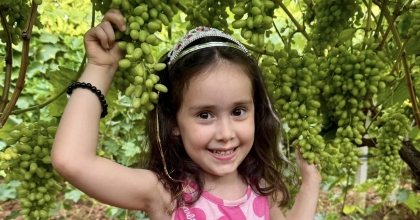SULTANİYE ÜZÜMÜ ÇİFTÇİNİN BAŞ TACI