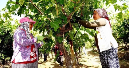 STANDART SALKIM İÇİN SARIGÖL’DE YOĞUN ÇALIŞMA