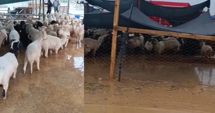 TORBALI'DA YAĞIŞIN ARDINDAN KURBAN PAZARINI SU BASTI