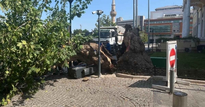 TARİHİ KEMERALTI ÇARŞISI GİRİŞİNDEKİ DEV ÇINAR DEVRİLDİ
