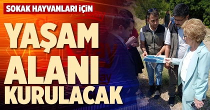 SOKAK HAYVANLARI İÇİN YAŞAM ALANI KURULACAK