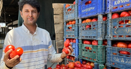 YERLİ DOMATES ÇIKTI