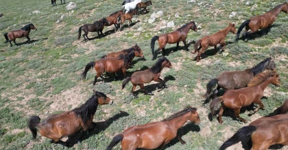 YAYLADAN AŞAĞI İNEN YILKI ATLARI DRON İLE GÖRÜNTÜLENDİ