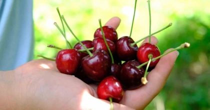 KİRAZ FESTİVALİ 3 GÜN SÜRECEK