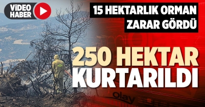 250 HEKTAR KURTARILDI