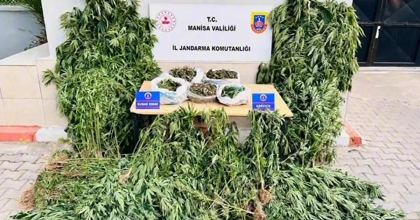 ALAŞEHİR'DE YASA DIŞI KENEVİR EKİMİNE JANDARMA DARBESİ
