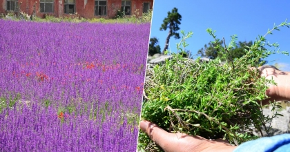 AROMATİK BİTKİ SERASI KURULACAK