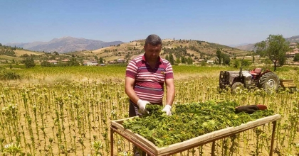 SARIGÖL’DE TÜTÜN KIRIMI BAŞLADI