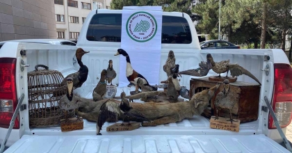 AFYONKARAHİSAR’DA 14 TAHNİT HAYVAN VE 2 KAFES ELE GEÇİRİLDİ