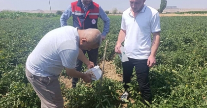 AFYONKARAHİSAR’DA BİTKİ SAĞLIĞI FAALİYETLERİ DEVAM EDİYOR