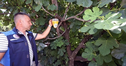 AKDENİZ MEYVE SİNEĞİ MÜCADELESİ BAŞLADI