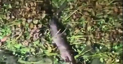 AKYAKA'DA NESLİ TÜKENME TEHLİKESİNDEKİ SU SAMURU GÖRÜNTÜLENDİ