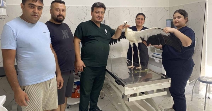 ALAŞEHİR'DE SUSUZ KALAN LEYLEK KURTARILDI