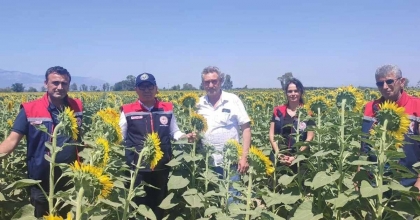 AYDIN'DA AYÇİÇEĞİ EKİM ALANLARI ARTIYOR