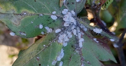 AYDIN’DA ZARARLI 'PAMUK UNLUBİTİ' TESPİT EDİLDİ