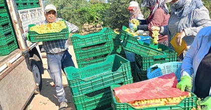 BAĞLARDA ÜZÜM SEZONU HEYECANI BAŞLADI