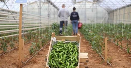 BAŞKAN ÇERÇİOĞLU'NUN TARIMA VE ÜRETİCİLERE DESTEKLERİ SÜRÜYOR