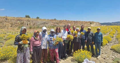 BOZDOĞAN’DA LAVANTA VE ALTIN OTU HASADI YAPILDI