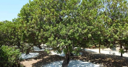 ÇEŞME'DE AĞAÇLARDAN SAKIZ DAMLAYACAK