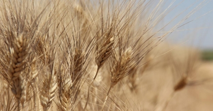 DENİZLİLİ ÇİFTÇİLERE 4,4 MİLYON LİRALIK DESTEK