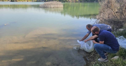 DAZKIRI'DAKİ ÇİFTLİK KÖYÜ BARAJ GÖLETİNDE BALIKLANDIRMA YAPILDI