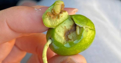 DİDİM’DE ÜRETİCİLERE ZEYTİN SİNEĞİ UYARISI