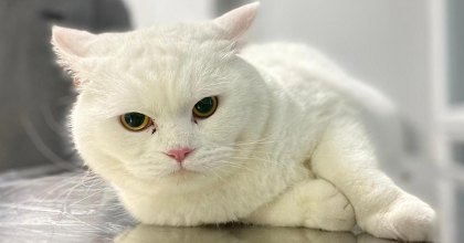 EVCİL HAYVANLARLA BÜYÜYEN BEBEKLERİN BAĞIŞIKLIK SİSTEMİ GÜÇLENİYOR