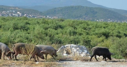 EGE'DE DOMUZ SORUNU ARTARAK DEVAM EDİYOR