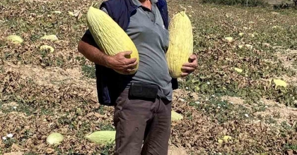 EMET'TİN GÖNCEK KAVUNU ORGANİK TARIM BÜNYESİNE KAZANDIRILACAK