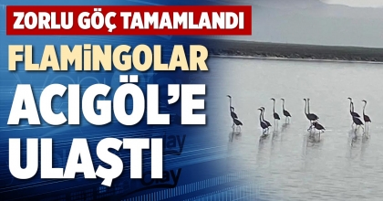 FLAMİNGOLAR ACIGÖL’E ULAŞTI
