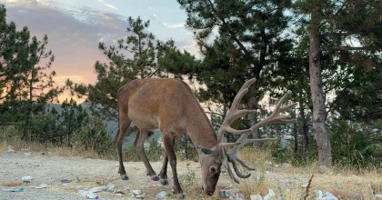 GEYİK DOĞAL YAŞAM ALANI YERİNE KARAYOLU KENARINDA YAŞAMAYA BAŞLADI