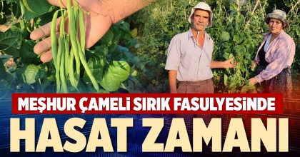 MEŞHUR ÇAMELİ SIRIK FASULYESİNDE HASAT ZAMANI