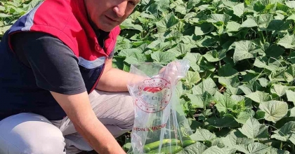 HASAT ÖNCESİ SALATALIK PESTİSİT KONTROLÜ YAPILDI