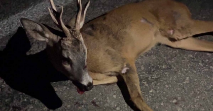 KÜTAHYA'DA YARALI KARACA TEDAVİ ALTINA ALINDI
