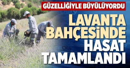 LAVANTA BAHÇESİNDE HASAT TAMAMLANDI