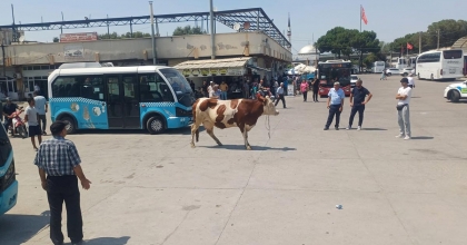 MANİSA'DA KAÇAN İNEK ORTALIĞI BİRBİRİNE KATTI