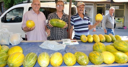 MANİSA'DA ALTINBAŞ KAVUNUNDA HASAT BAŞLADI