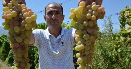 MANİSA'DA 'ÇİLEK UZÜMÜ' HASADI BAŞLADI