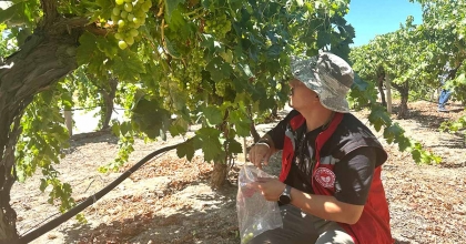 MANİSA’DA ÜZÜM HASADI VE İHRACATI BAŞLIYOR