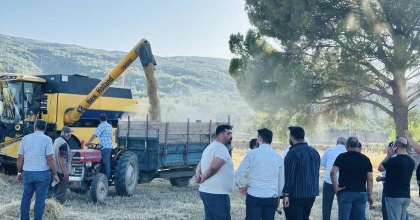 MENTEŞE’DE BUĞDAY HASADINDA SONA YAKLAŞILDI