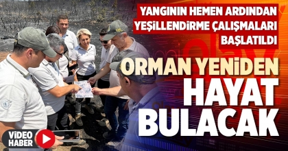 ORMAN YENİDEN HAYAT BULACAK