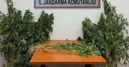 ORMANIN İÇERİSİNE KENEVİR EKMİŞLER