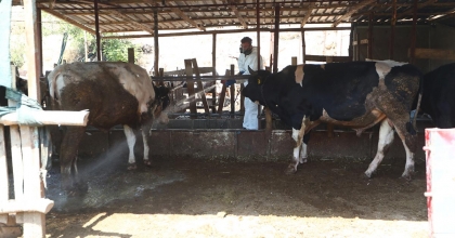 PAMUKKALE’DE HAYVAN SAĞLIĞINA KORUYUCU HİZMET