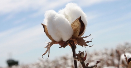 PAMUK ÜRETİCİLERİNE 'UNLU BİT' UYARISI
