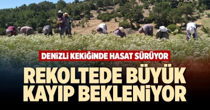 REKOLTEDE BÜYÜK KAYIP BEKLENİYOR