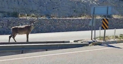 REFÜJDE GEYİK GÖREN SÜRÜCÜLER CEP TELEFONLARINA SARILDI