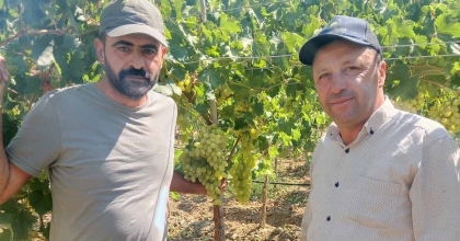 SARIGÖL OVASI’NDA ERKENCİ ÜZÜM ALIMLARI BAŞLADI